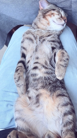 Junge verschmuste Kater suchen liebevolles Zuhause