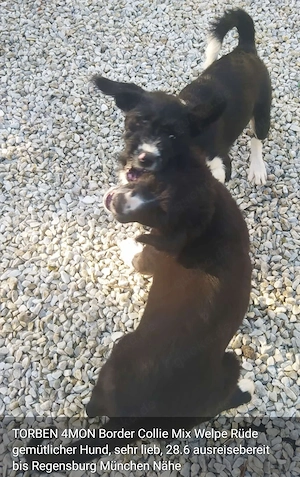 Border Collie Mix Welpe Rüde 4Mon gemütlich ausreisebereit 28.6 