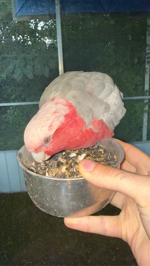 Rosakakadu Pärchen Zahm 