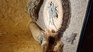 Verkaufe 1,2 Crotaphytus collaris wichita mountains!!!