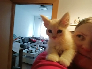 niedlicher maincoon katter abzugeben 
