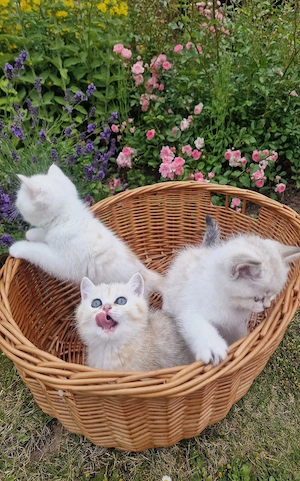 Britisch Kurzhaar Kitten zu verkaufen
