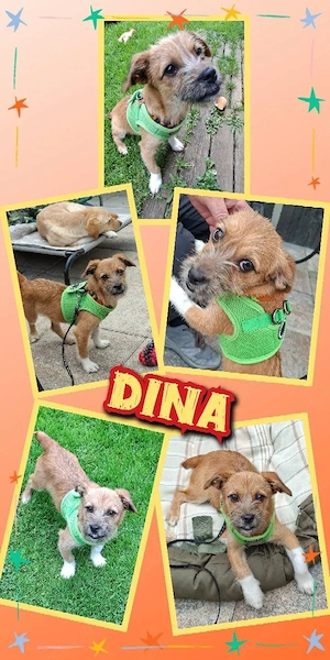 junges, kleines, liebes, katzenverträgliches menschenbezogenes Hundemädchen "Dina" sucht ein Zuhause