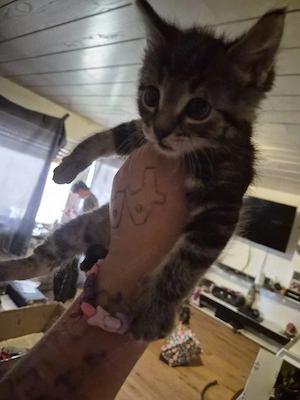 Bkh maine coon mix Junge