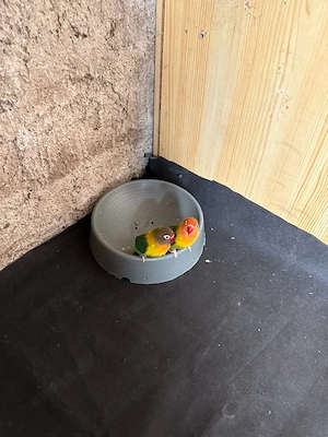 paar lovebird 2 jare alt