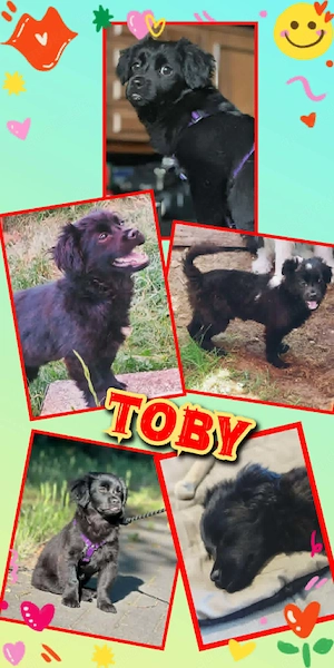 junger, lieber, menschenbezogener, wunderschöner Hundejunge "Toby" sucht ein schönes Zuhause