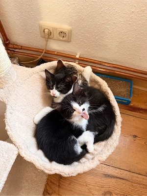 2 putzige Kitten abzugeben 