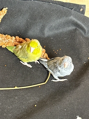 Sperlingpapagei