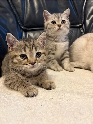 BKH Kitten 