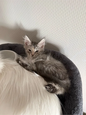 maine coon kitten 