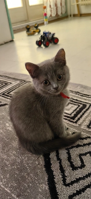 Reinrassige BKH-KITTEN 