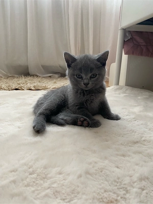  Bkh Mädchen sucht liebevolles Zuhause