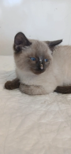 Babykatze, Katzenbaby, Katze,Kitten