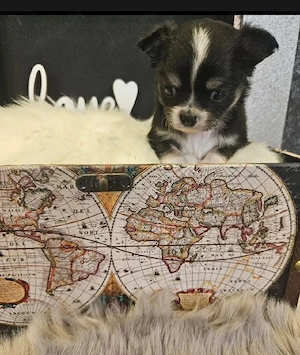Chihuahua Welpen abgabebereit 