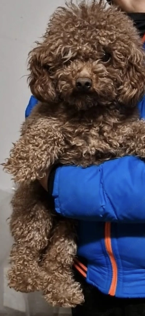 Wunderschöne F1-Maltipoo-Welpe sucht ihr Für-immer-Zuhause Bild 8