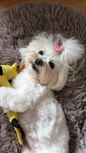 Wunderschöne F1-Maltipoo-Welpe sucht ihr Für-immer-Zuhause Bild 7
