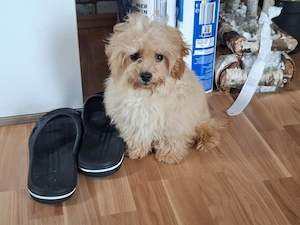 Wunderschöne F1-Maltipoo-Welpe sucht ihr Für-immer-Zuhause Bild 5