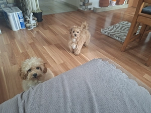Wunderschöne F1-Maltipoo-Welpe sucht ihr Für-immer-Zuhause Bild 6