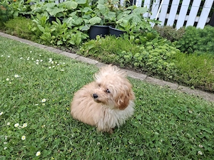 Wunderschöne F1-Maltipoo-Welpe sucht ihr Für-immer-Zuhause Bild 2