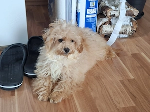 Wunderschöne F1-Maltipoo-Welpe sucht ihr Für-immer-Zuhause Bild 3