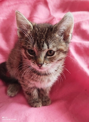 kitten katze weiblich wildfarben grau getigert u Schildpatt sucht