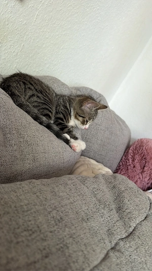 ekh bkh mischling kätzchen abzugben 
