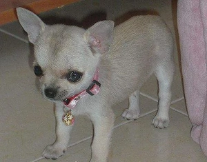 Chihuahua Welpen