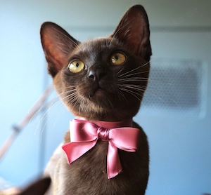 Kitty Burma Mädchen Schoko braun Kätzchen - gleich abholen