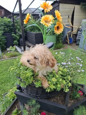 Wunderschöne F1-Maltipoo-Welpe sucht ihr Für-immer-Zuhause Bild 4