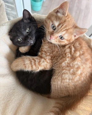 BKH Kitten abzugeben