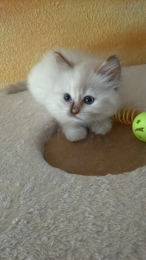 Ragdollkitten 