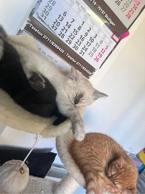 BKH Kitten abzugeben