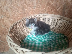 norwegische Waldkatze Kitten Katzen Kater abzugeben 
