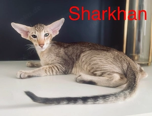 Orientalisch Kurzhaar Edel kitten mit Stammbaum