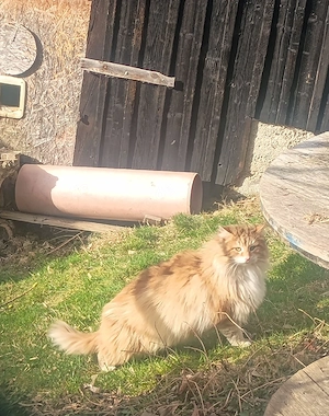 norwegische Waldkatzen, Kater, Katze abzugeben!