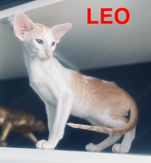Orientalische kurzhaar Junge Leo