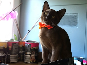 Kitty Burma Katerchen Junge Schoko Braun Katze Kater - gleich abholen
