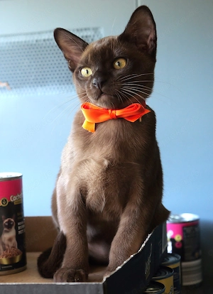 Kitty Burma Katerchen Junge Schoko Braun Katze Kater - gleich abholen