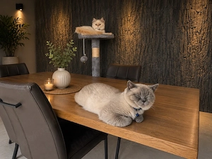   Zwei Katzen zu verkaufen