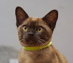 Kitty Junge Burma Katze Kater Katerchen schoko braun - gleich abholen