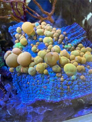 OG Bounce xxl Rohdactis Scheibenanemone 