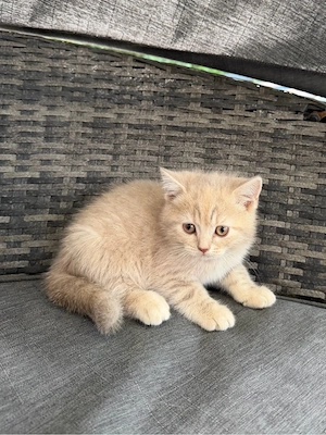 BKH Kitten