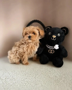 Wunderschöne Maltipoo-Welpen
