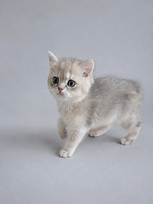 Britisch Kurzhaar BLH Kater kitten blue golden shaded mit Stammbaum 