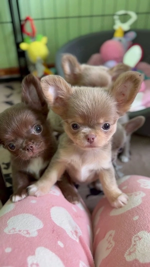 Chihuahua-Welpen