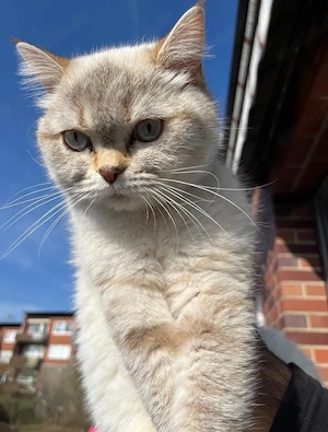 bkh katzen