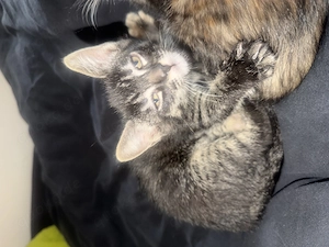 Main coon mix Kätzchen