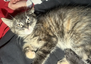 Main coon mix Kätzchen