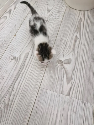 Katzenbabys  zu verkaufen 