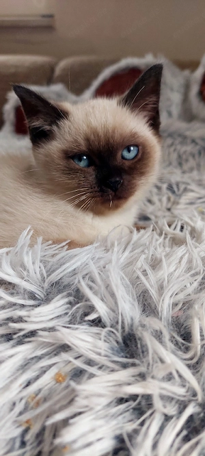 Bkh Mix Kitten 